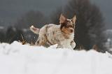 BERGER AUSTRALIEN PUPPIES 549